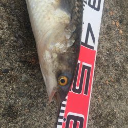 黒鯛、メジナ好調！カンダイ、メナダも！